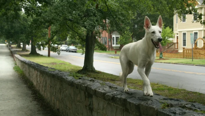 德国综合大学与应用科学大学比较：研究、实践和毕业方向怎么选主题配图